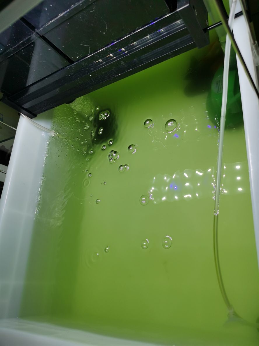 求助水隱約有一股洗衣皂的味道 虎魚(yú)百科 第2張 求助水隱約有一股洗衣皂的味道 求助水隱約有一股洗衣皂的味道 虎魚(yú)百科 第2張