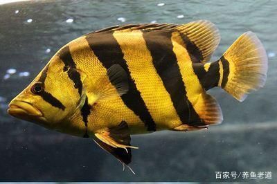 泰國虎魚食物處理方法，泰國虎魚食物消毒技巧,泰國虎魚食物保存方法 泰國虎魚食物處理方法，泰國虎魚食物消毒技巧,泰國虎魚食物保存方法 虎魚百科 第6張