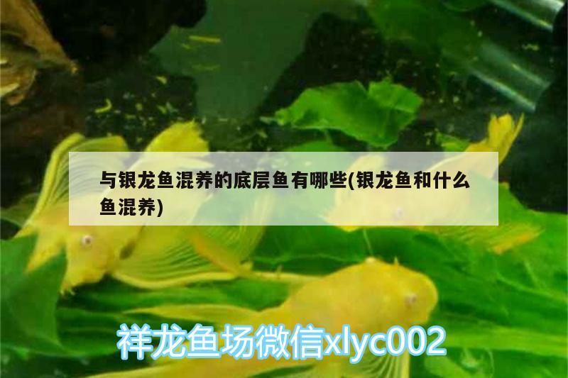 與銀龍魚混養的底層魚有哪些(銀龍魚和什么魚混養)