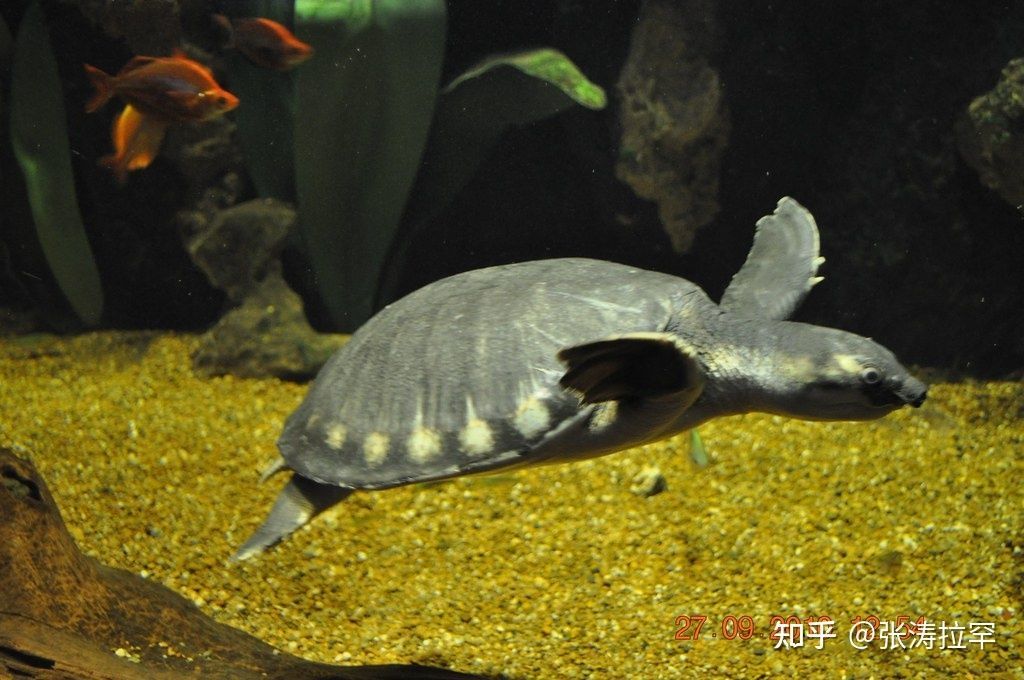 豬鼻龜一般在多深的水：豬鼻龜多深的水養比較好