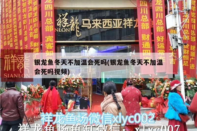 銀龍魚冬天不加溫會(huì)死嗎(銀龍魚冬天不加溫會(huì)死嗎視頻) 銀龍魚百科 第2張 銀龍魚冬天不加溫會(huì)死嗎(銀龍魚冬天不加溫會(huì)死嗎視頻) 銀龍魚冬天不加溫會(huì)死嗎(銀龍魚冬天不加溫會(huì)死嗎視頻) 銀龍魚百科 第2張