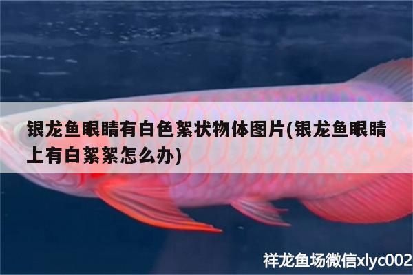 銀龍魚(yú)眼睛有白色絮狀物體圖片(銀龍魚(yú)眼睛上有白絮絮怎么辦)