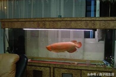 紅龍魚圖片高清頭像大全集(紅龍魚圖片高清頭像大全集可愛)