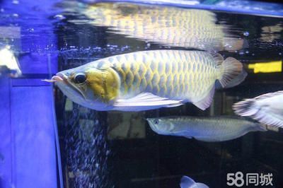 魟魚白色的好嗎：白子魟魚白色品種好嗎 魟魚白色的好嗎：白子魟魚白色品種好嗎 魟魚百科 第3張