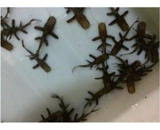 鴨嘴鯊魚適宜水溫范圍，鴨嘴鯊魚適宜水溫范圍為22-28℃ 鴨嘴鯊魚適宜水溫范圍，鴨嘴鯊魚適宜水溫范圍為22-28℃ 虎魚百科 第5張