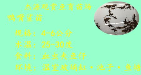 鴨嘴鯊魚適宜水溫范圍，鴨嘴鯊魚適宜水溫范圍為22-28℃ 鴨嘴鯊魚適宜水溫范圍，鴨嘴鯊魚適宜水溫范圍為22-28℃ 虎魚百科 第6張