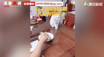 龍魚麻醉用什么藥？安全有效的麻醉方法詳解，龍魚麻醉安全用藥指南及有效方法詳解 龍魚麻醉用什么藥？安全有效的麻醉方法詳解，龍魚麻醉安全用藥指南及有效方法詳解 龍魚常見疾病 第4張
