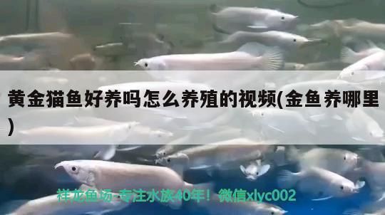 黃金貓魚好養嗎怎么養殖的視頻(金魚養哪里)
