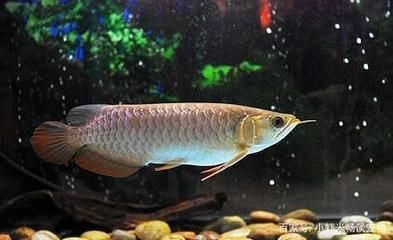 龍魚吃什么好養活又好養的