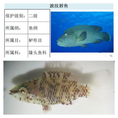 龍魚配什么魚一起養，最佳混養伙伴選擇指南，龍魚最佳混養伙伴推薦，和諧共養的魚類選擇指南