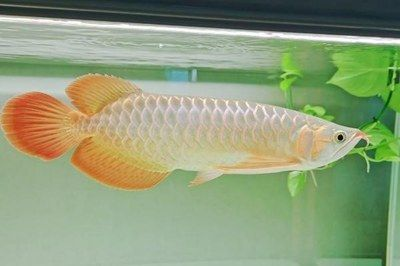 紅龍魚換水后如何穩定水質：紅龍魚換水后的水質穩定至關重要，紅龍魚飼料選擇指南 紅龍魚換水后如何穩定水質：紅龍魚換水后的水質穩定至關重要，紅龍魚飼料選擇指南 紅龍魚百科 第5張