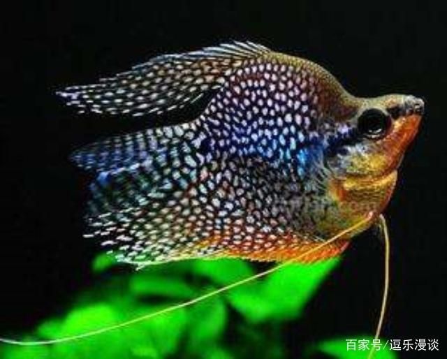 吃浮游植物的魚(yú)是什么魚(yú)(以浮游植物為食的魚(yú)類)