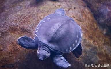 豬鼻龜怎樣養長得快:豬鼻龜怎么養才好 豬鼻龜百科 第2張 豬鼻龜怎樣養長得快:豬鼻龜怎么養才好 豬鼻龜怎樣養長得快:豬鼻龜怎么養才好 豬鼻龜百科 第2張