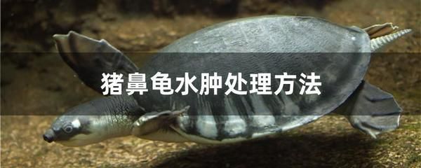 豬鼻龜怎樣養長得快:豬鼻龜怎么養才好 豬鼻龜百科 第5張 豬鼻龜怎樣養長得快:豬鼻龜怎么養才好 豬鼻龜怎樣養長得快:豬鼻龜怎么養才好 豬鼻龜百科 第5張