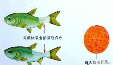 龍魚配幾條虎魚最佳風(fēng)水？揭秘招財旺運的黃金比例，龍魚與虎魚的最佳風(fēng)水搭配，招財旺運的黃金比例揭秘 龍魚配幾條虎魚最佳風(fēng)水？揭秘招財旺運的黃金比例，龍魚與虎魚的最佳風(fēng)水搭配，招財旺運的黃金比例揭秘 龍魚百科 第3張