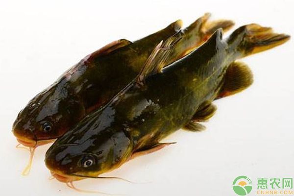 黃金河虎魚繁殖期疾病預防方法，黃金河虎魚的繁殖期，疾病預防顯得尤為重要，幾種疾病預防方法