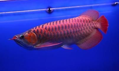 紅龍魚價格價格表：紅龍魚市場價格波動因素
