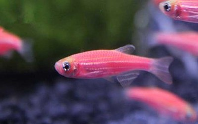 龍魚配飛鳳風水局，養幾條最旺運？詳解布局奧秘與數量講究，龍魚配飛鳳風水局，養幾條最旺運？布局奧秘與數量講究全解析