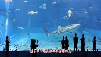 水族館起什么名字霸氣點（水族館名字應該體現出其獨特的魅力和特色，同時要易于記憶、發音清晰）