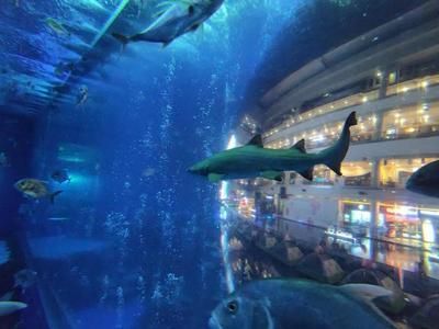 水族館起什么名字霸氣點（水族館名字應該體現出其獨特的魅力和特色，同時要易于記憶、發音清晰）