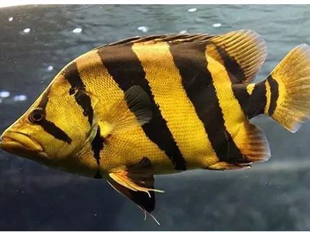 四紋虎魚疾病預(yù)防措施，四紋虎魚如何預(yù)防疾病