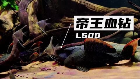 魚缸蓋里的燈如何更換燈泡(魚缸蓋里的燈如何更換燈泡圖解)