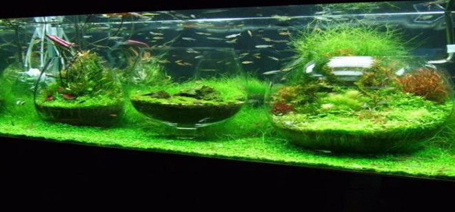 1.8米魚(yú)缸可以養(yǎng)幾條錦鯉魚(yú)（1.8米魚(yú)缸可以養(yǎng)幾條錦鯉魚(yú)呢）