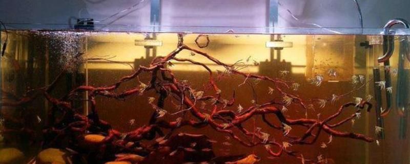 魚缸水發黃快速處理，魚缸水發黃的快速處理方法