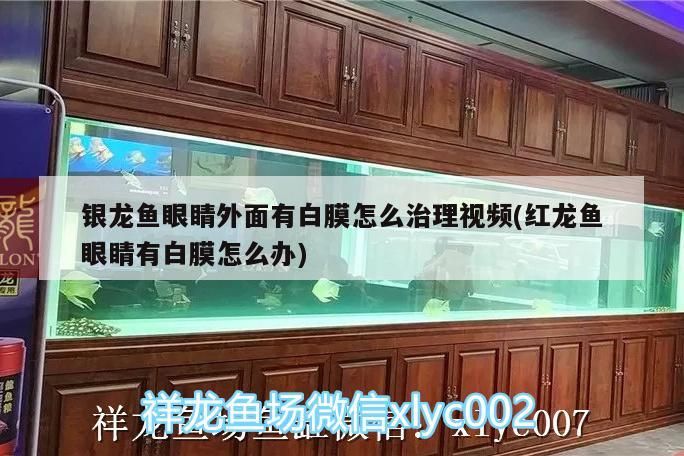 銀龍魚眼睛外面有白膜怎么治理視頻(紅龍魚眼睛有白膜怎么辦) 銀龍魚眼睛外面有白膜怎么治理視頻(紅龍魚眼睛有白膜怎么辦) 銀龍魚百科 第3張