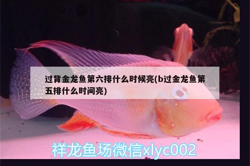 過背金龍魚第六排什么時候亮(b過金龍魚第五排什么時間亮)