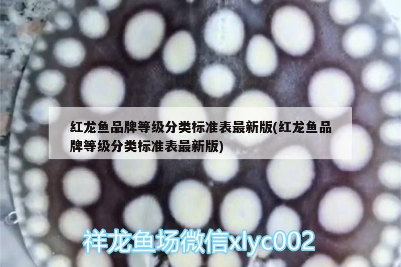 武漢水族批發(fā)市場(chǎng)在哪里進(jìn)貨（武漢哪些公園可以喂魚(yú)）