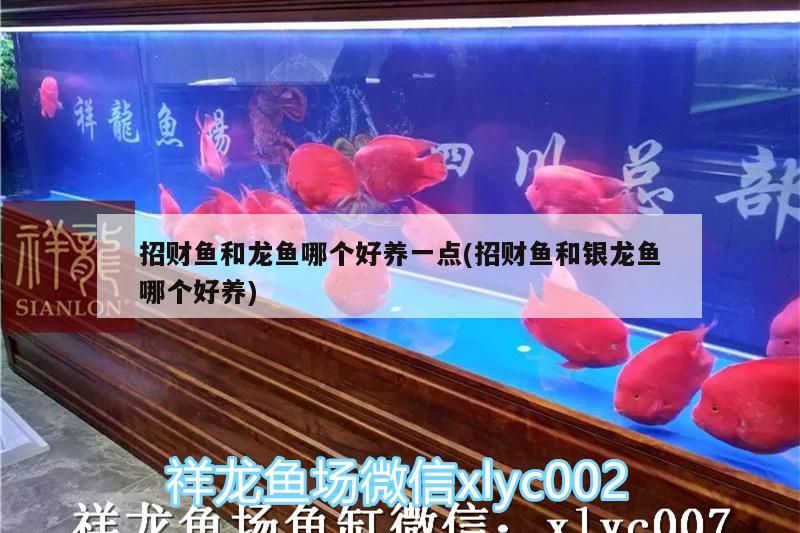 招財魚和龍魚哪個好養(yǎng)一點(招財魚和銀龍魚哪個好養(yǎng))