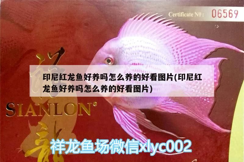 印尼紅龍魚(yú)好養(yǎng)嗎怎么養(yǎng)的好看圖片(印尼紅龍魚(yú)好養(yǎng)嗎怎么養(yǎng)的好看圖片)