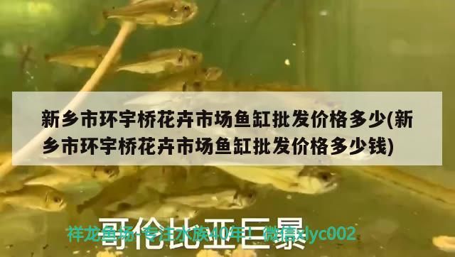 新鄉市環宇橋花卉市場魚缸批發價格多少(新鄉市環宇橋花卉市場魚缸批發價格多少錢) 新鄉市環宇橋花卉市場魚缸批發價格多少(新鄉市環宇橋花卉市場魚缸批發價格多少錢) 元寶鳳凰魚百科 第3張