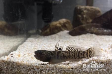 虎魚繁殖缸布置指南，虎魚繁殖缸布置指南虎魚繁殖缸布置指南，虎魚繁殖缸布置指南 虎魚繁殖缸布置指南，虎魚繁殖缸布置指南虎魚繁殖缸布置指南，虎魚繁殖缸布置指南 虎魚百科 第4張