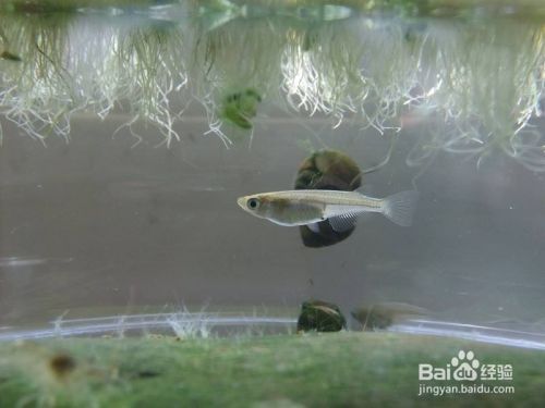 虎魚繁殖缸布置指南，虎魚繁殖缸布置指南虎魚繁殖缸布置指南，虎魚繁殖缸布置指南 虎魚繁殖缸布置指南，虎魚繁殖缸布置指南虎魚繁殖缸布置指南，虎魚繁殖缸布置指南 虎魚百科 第6張