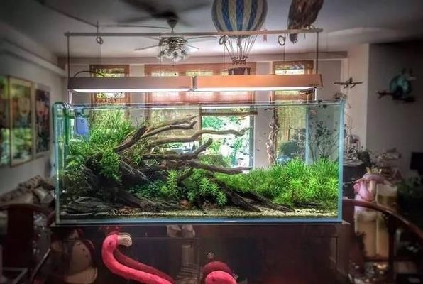 魚缸配置清單 家庭，家庭魚缸造景技巧