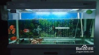魚缸配置清單 家庭，家庭魚缸造景技巧