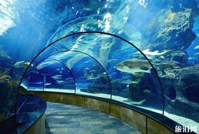 開水族館需要辦什么證件嗎要多少錢（開水族館需要辦理什么證件） 開水族館需要辦什么證件嗎要多少錢（開水族館需要辦理什么證件） 水族館百科（水族館加盟） 第3張