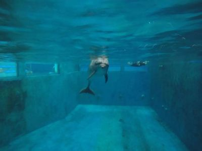 開水族館需要辦什么證件嗎要多少錢（開水族館需要辦理什么證件） 開水族館需要辦什么證件嗎要多少錢（開水族館需要辦理什么證件） 水族館百科（水族館加盟） 第5張