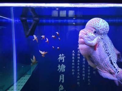金龍魚換水溫差控制：關于金龍魚換水溫差控制的方法 金龍魚換水溫差控制：關于金龍魚換水溫差控制的方法 金龍魚百科 第5張