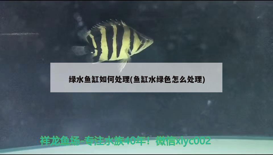 綠水魚缸如何處理(魚缸水綠色怎么處理) 元寶鳳凰魚百科 第3張 綠水魚缸如何處理(魚缸水綠色怎么處理) 綠水魚缸如何處理(魚缸水綠色怎么處理) 元寶鳳凰魚百科 第3張