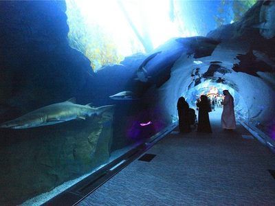 水族館一般用英語怎么說（aquarium,水族館互動體驗有哪些） 水族館一般用英語怎么說（aquarium,水族館互動體驗有哪些） 水族館百科（水族館加盟） 第4張