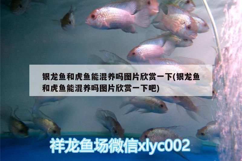 銀龍魚和虎魚能混養嗎圖片欣賞一下(銀龍魚和虎魚能混養嗎圖片欣賞一下吧) 虎魚百科 第3張 銀龍魚和虎魚能混養嗎圖片欣賞一下(銀龍魚和虎魚能混養嗎圖片欣賞一下吧) 銀龍魚和虎魚能混養嗎圖片欣賞一下(銀龍魚和虎魚能混養嗎圖片欣賞一下吧) 虎魚百科 第3張