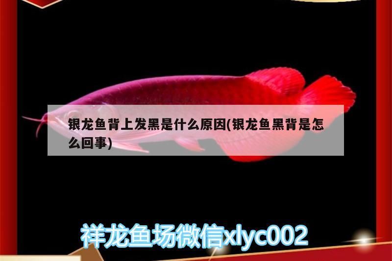 銀龍魚背上發(fā)黑是什么原因(銀龍魚黑背是怎么回事)