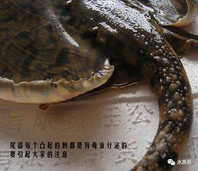 魟魚觀賞魚有毒嗎能活多久啊：賞魚有毒嗎能活多久 魟魚觀賞魚有毒嗎能活多久啊：賞魚有毒嗎能活多久 魟魚百科 第1張