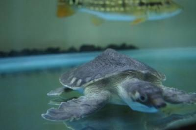 豬鼻龜一公一母可以混養嗎圖片：豬鼻龜可以和龍魚混養嗎 豬鼻龜一公一母可以混養嗎圖片：豬鼻龜可以和龍魚混養嗎 豬鼻龜百科 第2張