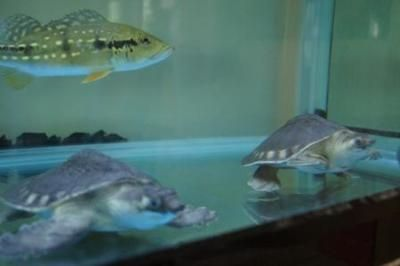 豬鼻龜一公一母可以混養嗎圖片：豬鼻龜可以和龍魚混養嗎 豬鼻龜一公一母可以混養嗎圖片：豬鼻龜可以和龍魚混養嗎 豬鼻龜百科 第4張