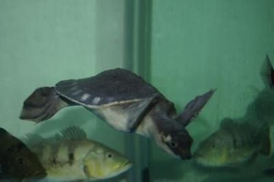 豬鼻龜一公一母可以混養嗎圖片：豬鼻龜可以和龍魚混養嗎 豬鼻龜一公一母可以混養嗎圖片：豬鼻龜可以和龍魚混養嗎 豬鼻龜百科 第3張