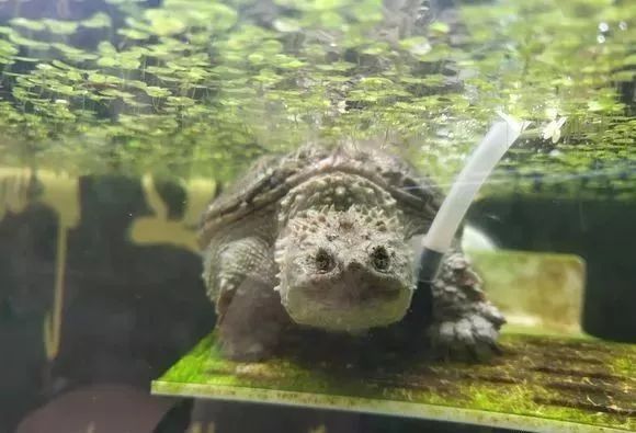 豬鼻龜一公一母可以混養嗎圖片：豬鼻龜可以和龍魚混養嗎 豬鼻龜一公一母可以混養嗎圖片：豬鼻龜可以和龍魚混養嗎 豬鼻龜百科 第10張